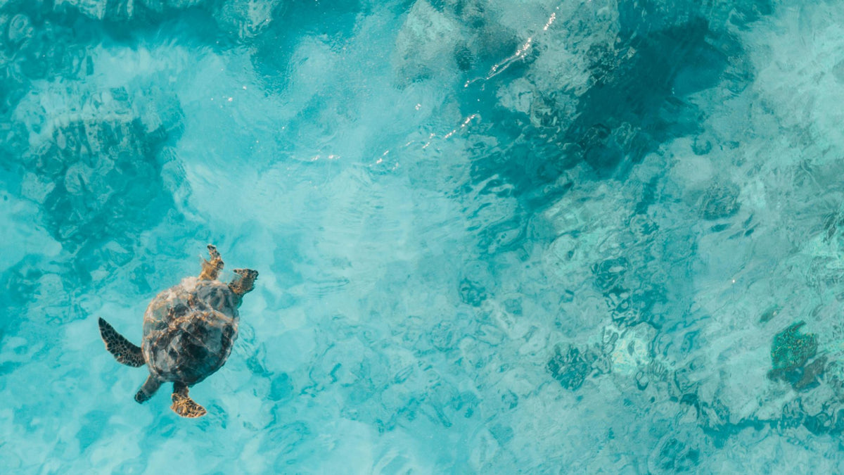 Eine Schildkröte schwimmt im türkisen Meer.
