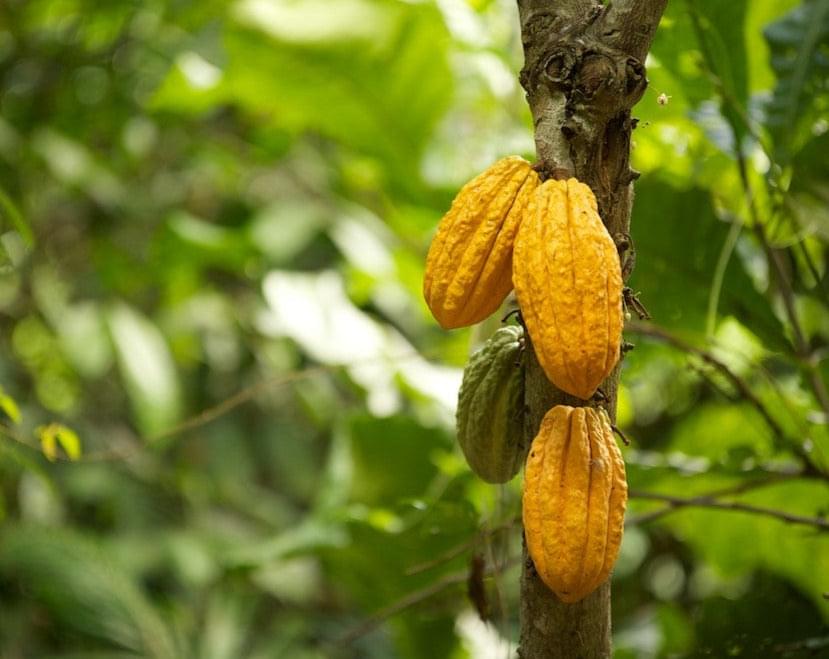 Foto von Kakaofrüchten am Baum